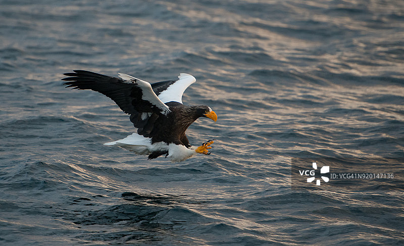 虎头海雕，日本图片素材
