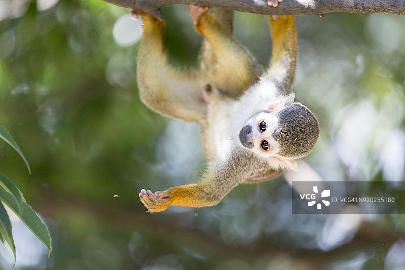 普通松鼠猴图片素材