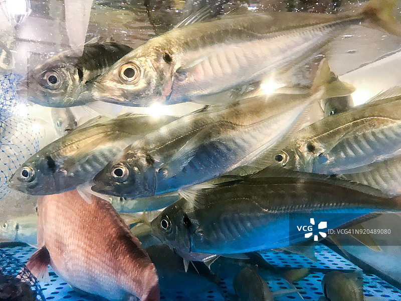 在鱼缸里游泳的竹荚鱼图片素材