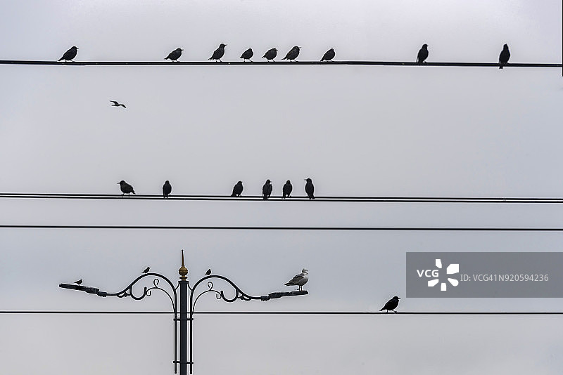 电线上的小鸟图片素材