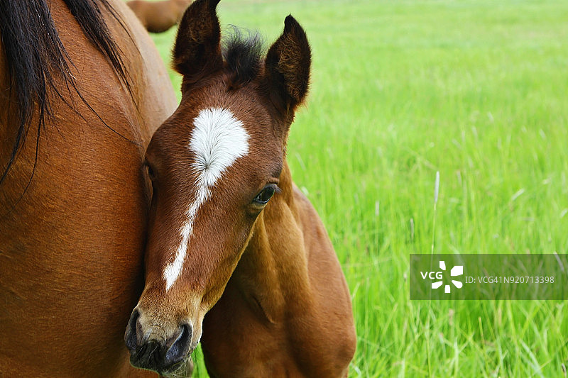 小马驹依偎在母马身边图片素材