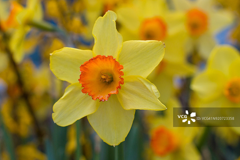 黄色水仙花图片素材