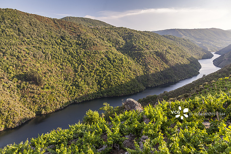 锡尔河峡谷河岸的葡萄园图片素材