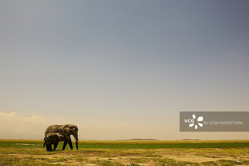 野外哺乳的大象图片素材