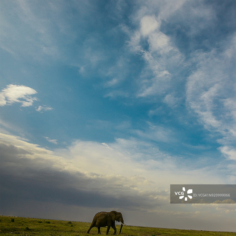 野生状态下的大象图片素材