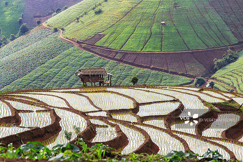 Pa Pong pineng的绿色梯田图片素材