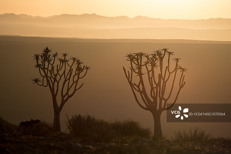 相对而立的箭袋树图片素材