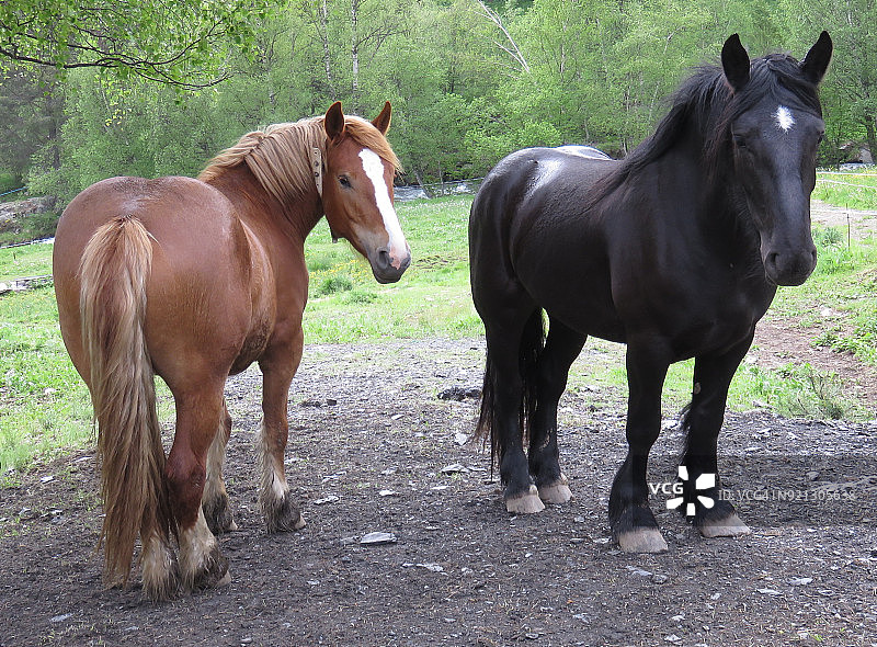 挽马（安道尔奥尔迪诺教区）图片素材