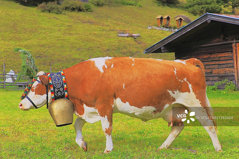 继续前行！牛戴花冠游行——齐勒河谷阿尔卑斯山，蒂罗尔——奥地利图片素材