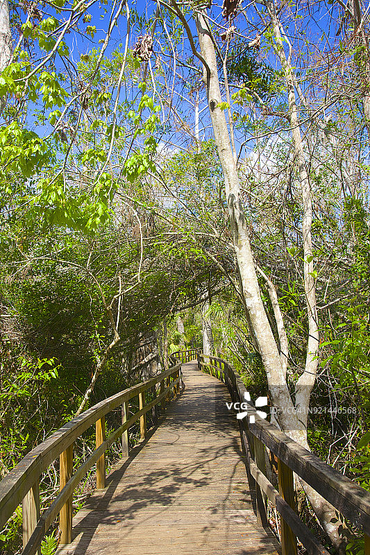 穿过佛罗里达州科普兰附近茂盛叶子的木板路图片素材