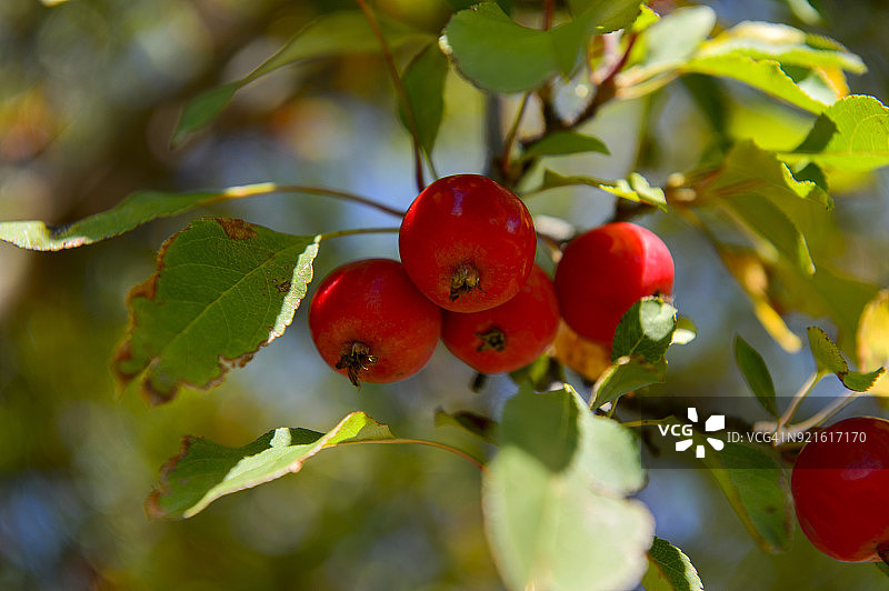 美国北达科他州魔鬼湖的红果海棠果特写图片素材
