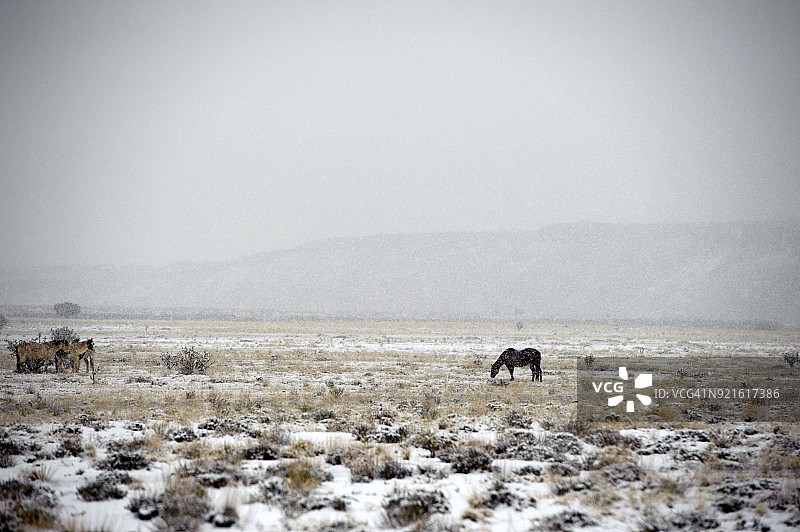 美国新墨西哥州6号公路路边暴风雪中的马图片素材