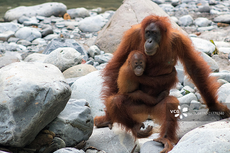 幼年猩猩依偎在母亲身边图片素材