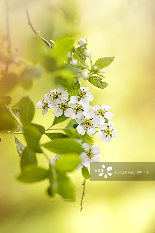 精致的春季白色喷雪花特写图片素材