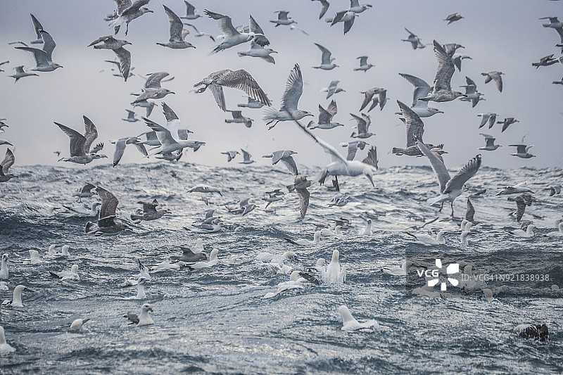 海洋水鸟的觅食行为图片素材