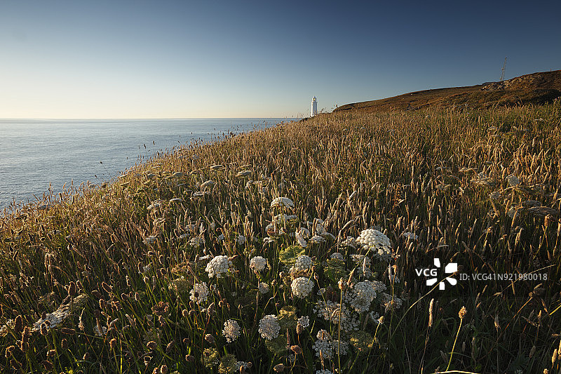 Trevose Head 的野花和灯塔图片素材