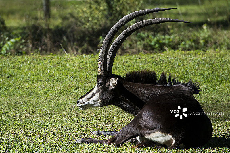 黑貂羚羊图片素材