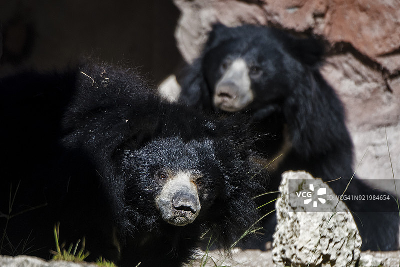 树懒熊图片素材