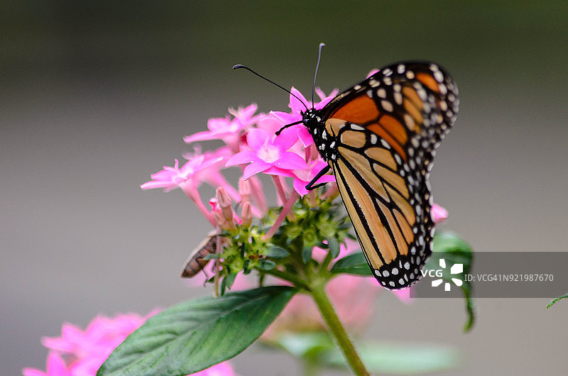 帝王蝶在本土野花上觅食图片素材