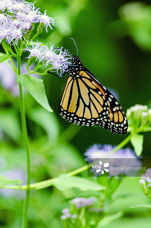 帝王蝶在本土野花上觅食图片素材
