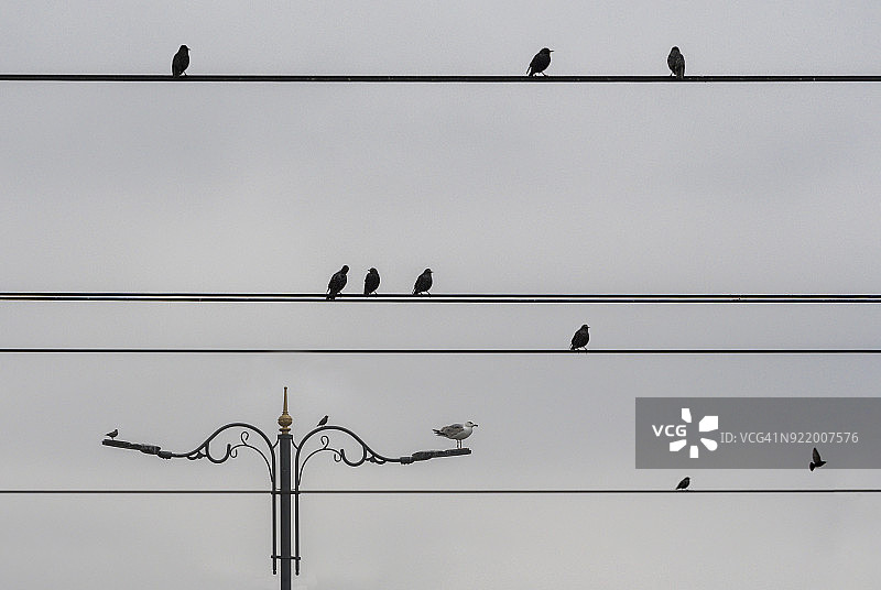 栖息在平行电线上的鸟图片素材
