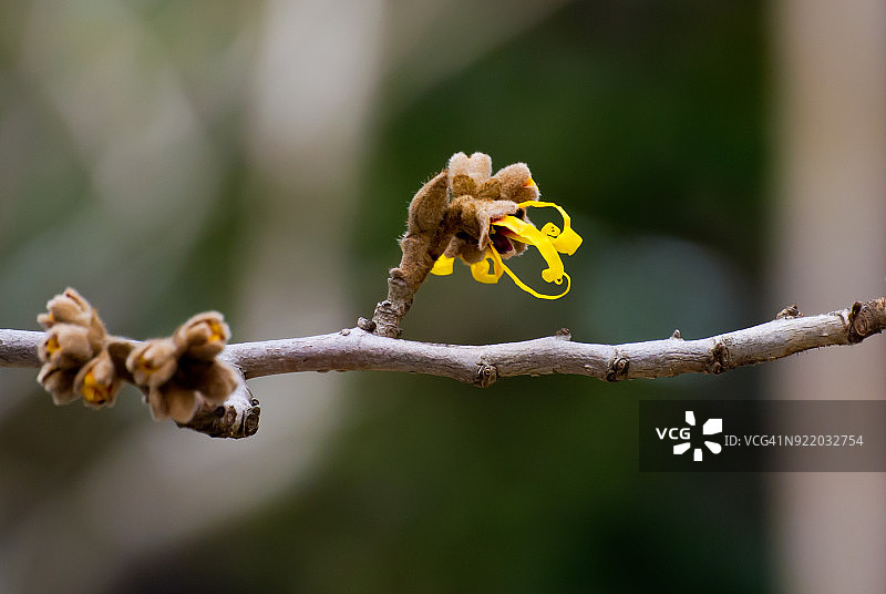 日本金缕梅图片素材