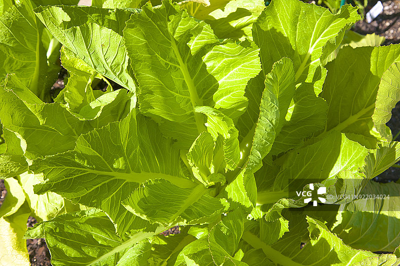 芥菜植物细节图片素材