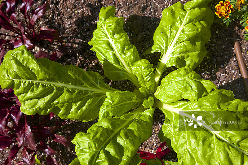 花园里生长的瑞士甜菜图片素材