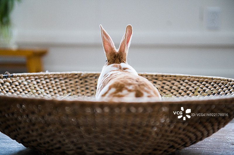 复活节假期柳条筐里两只可爱的彩色兔子图片素材