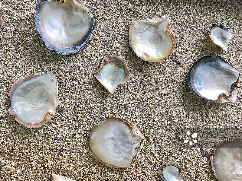 牡蛎珍珠贝壳特写图片素材