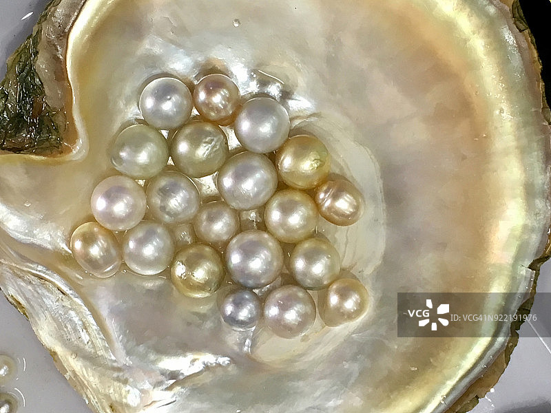 牡蛎壳中金色养殖珍珠特写图片素材