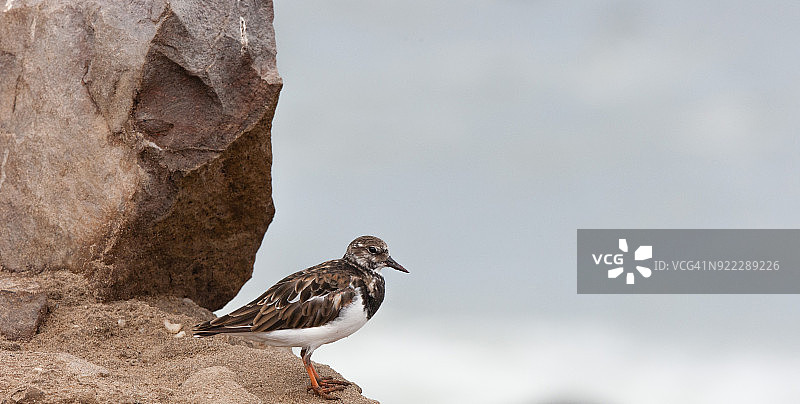 翻石鹬图片素材