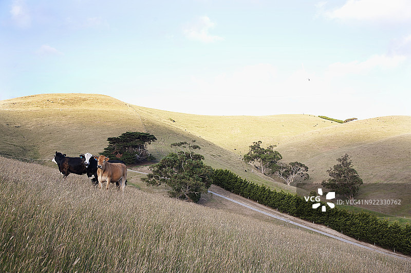 牛群吃草图片素材