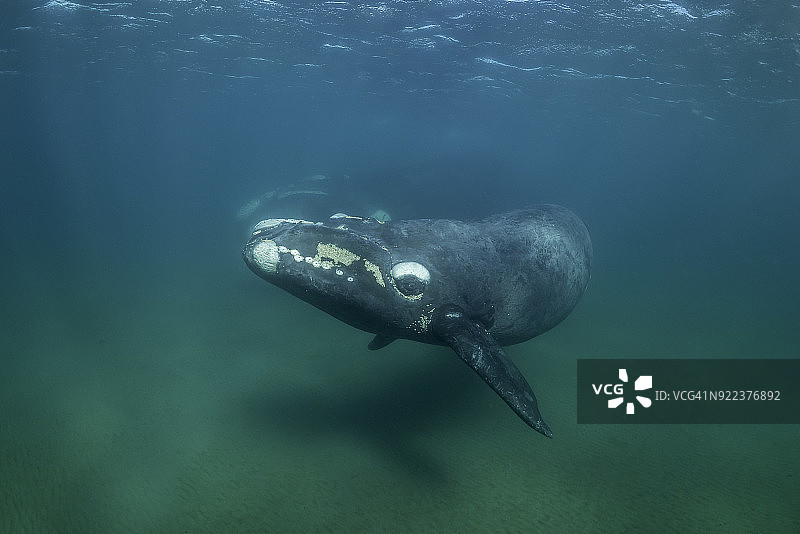 阿根廷新海湾浅水中在沙质底部游泳的南方露脊鲸幼崽图片素材