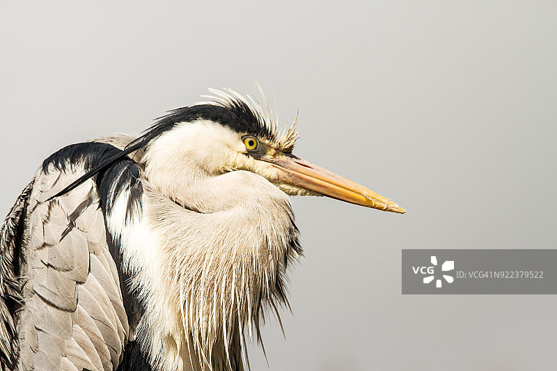 灰色苍鹭图片素材