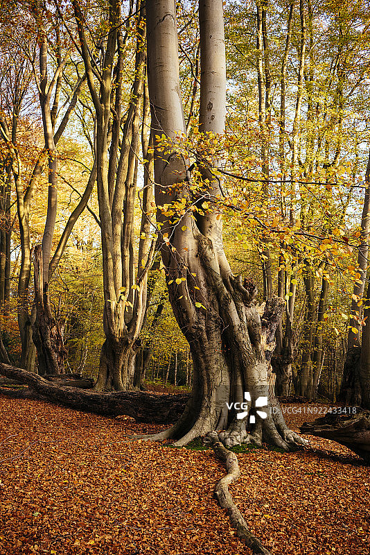 英国伦敦埃平森林的秋色图片素材