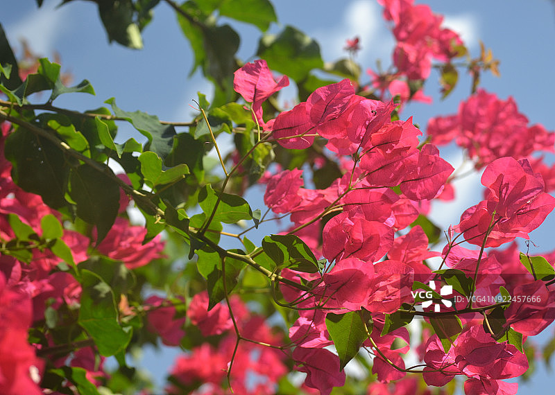 蓝天下盛开的三角梅枝图片素材