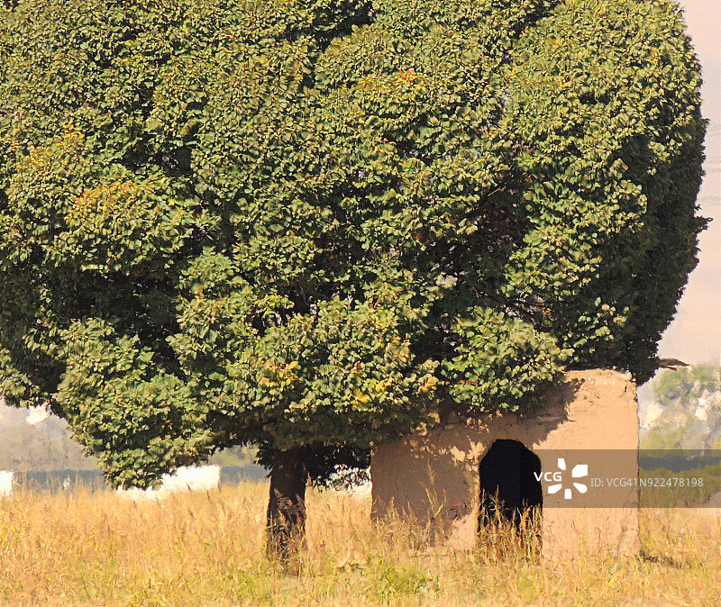 绿树掩映下的伊朗加兹温乡村砖房图片素材
