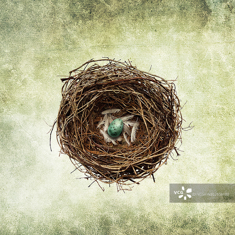 鸟巢里的鸡蛋图片素材