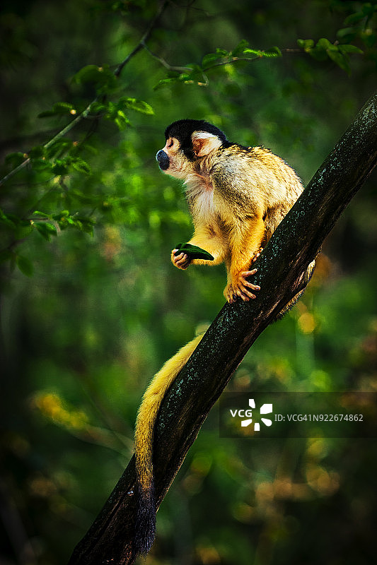 松鼠猴特写图片素材
