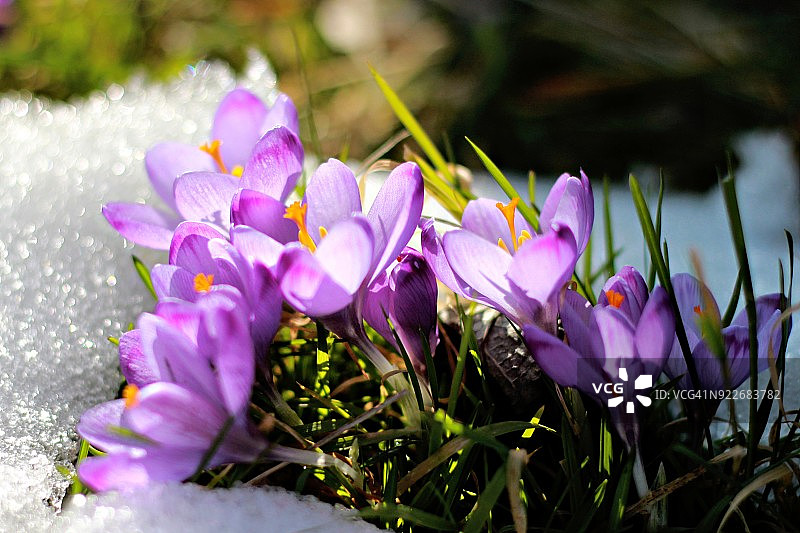 雪地番红花特写图片素材