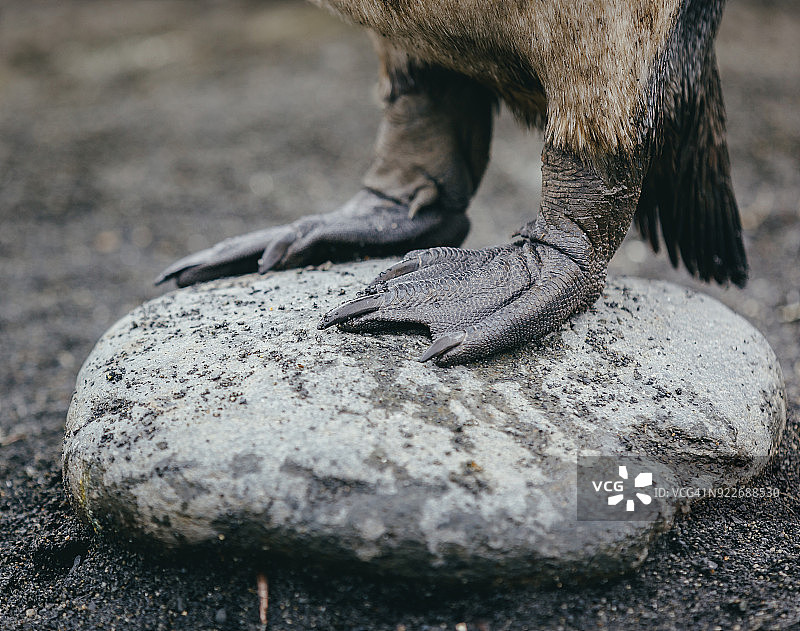 企鹅的脚图片素材