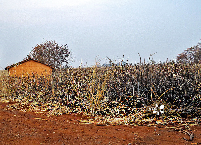 大火中烧毁的大量甘蔗图片素材