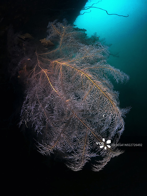 苏比克湾LCU残骸上的彩色水螅图片素材