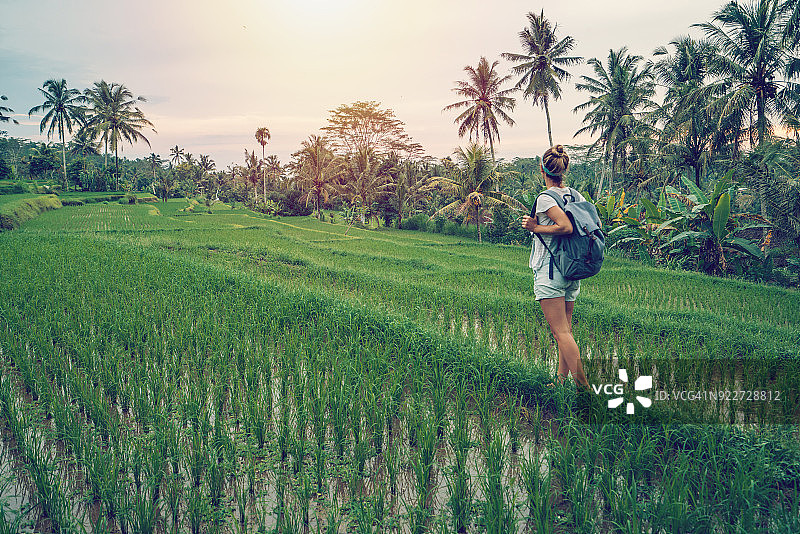 年轻女子在乌布-巴厘岛的稻田中行走图片素材