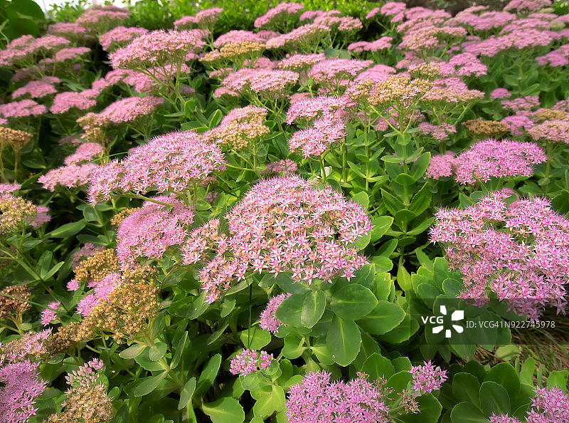 盛开的鲜花图片素材