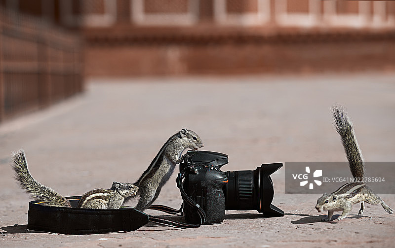 靠近相机的松鼠图片素材