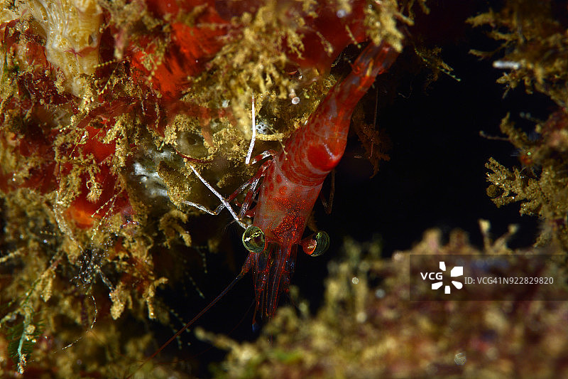 红夜虾图片素材