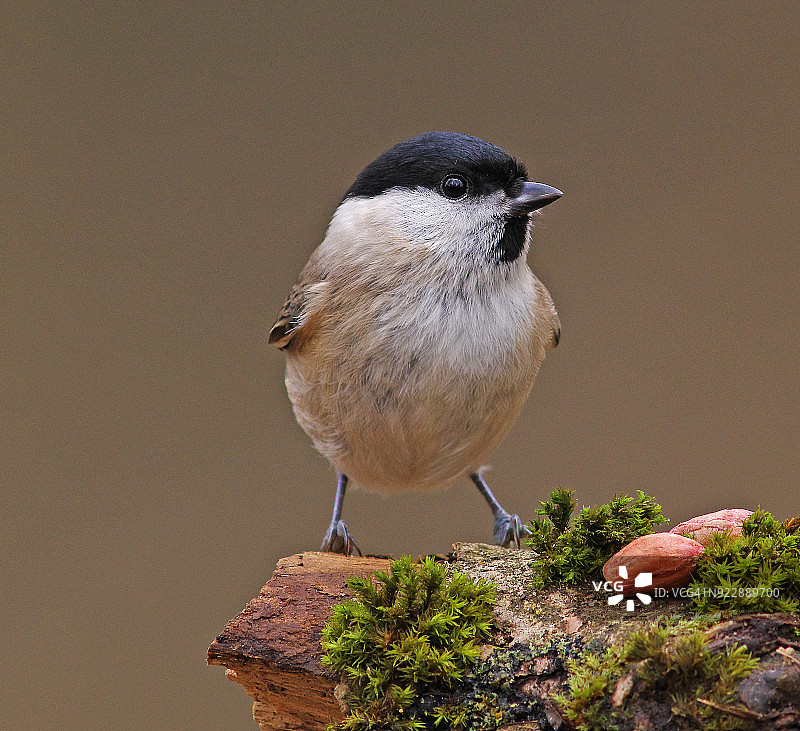 沼泽山雀[Poecile palustris]图片素材
