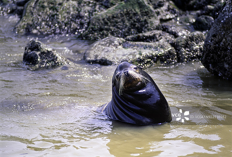 加拿大不列颠哥伦比亚省温哥华附近，弗雷泽河口的野生加州海狮图片素材